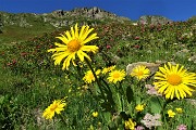 14 Splende pure il giallo intenso di questi bellissimi fiori , Doronico del granito (Doronicum clusii)